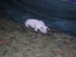 IMG_3735.JPG